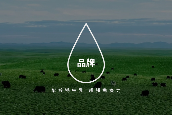 华羚更懂牦牛奶